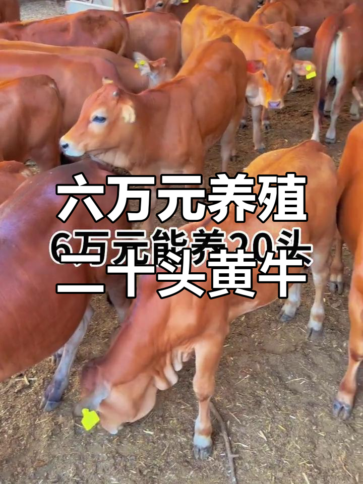 武义县最新线上套医保的黄牛是真的吗方法分析(最方便真实的武义县线上套医保的黄牛是真的吗能报销吗方法)